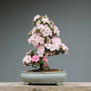 Ficus Ginsen