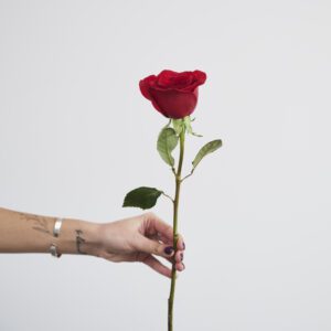 Rosa eterna