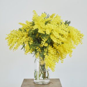 Ramo de mimosas