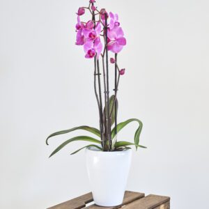 Orquídea