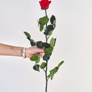Rosas Largas