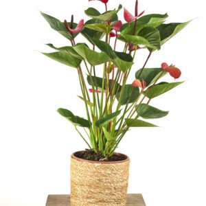 Anthurium
