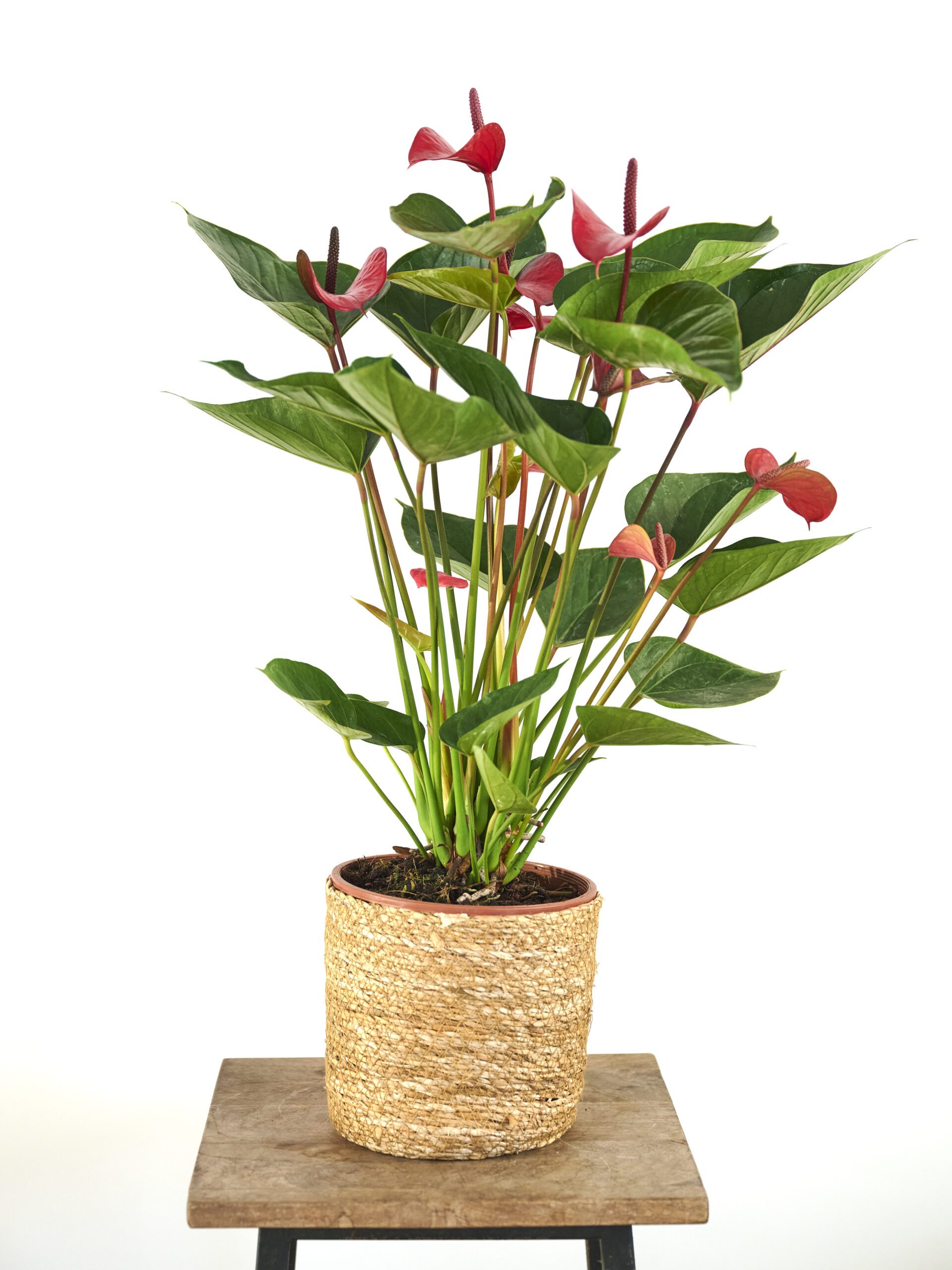 Anthurium