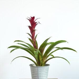 Guzmania