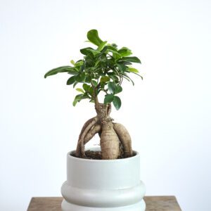 Ficus Ginsen