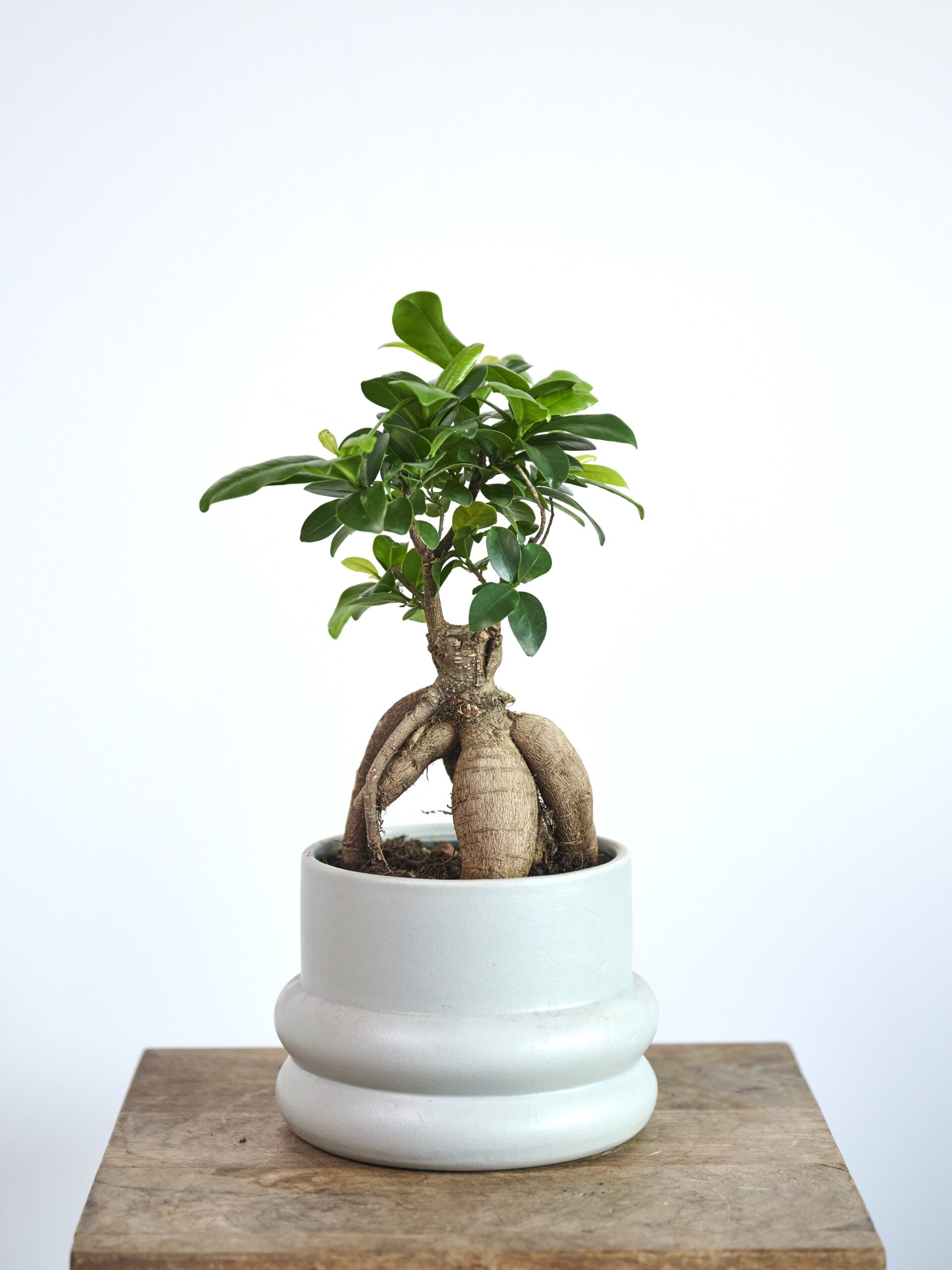 Ficus Ginsen