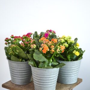 Calanchoe