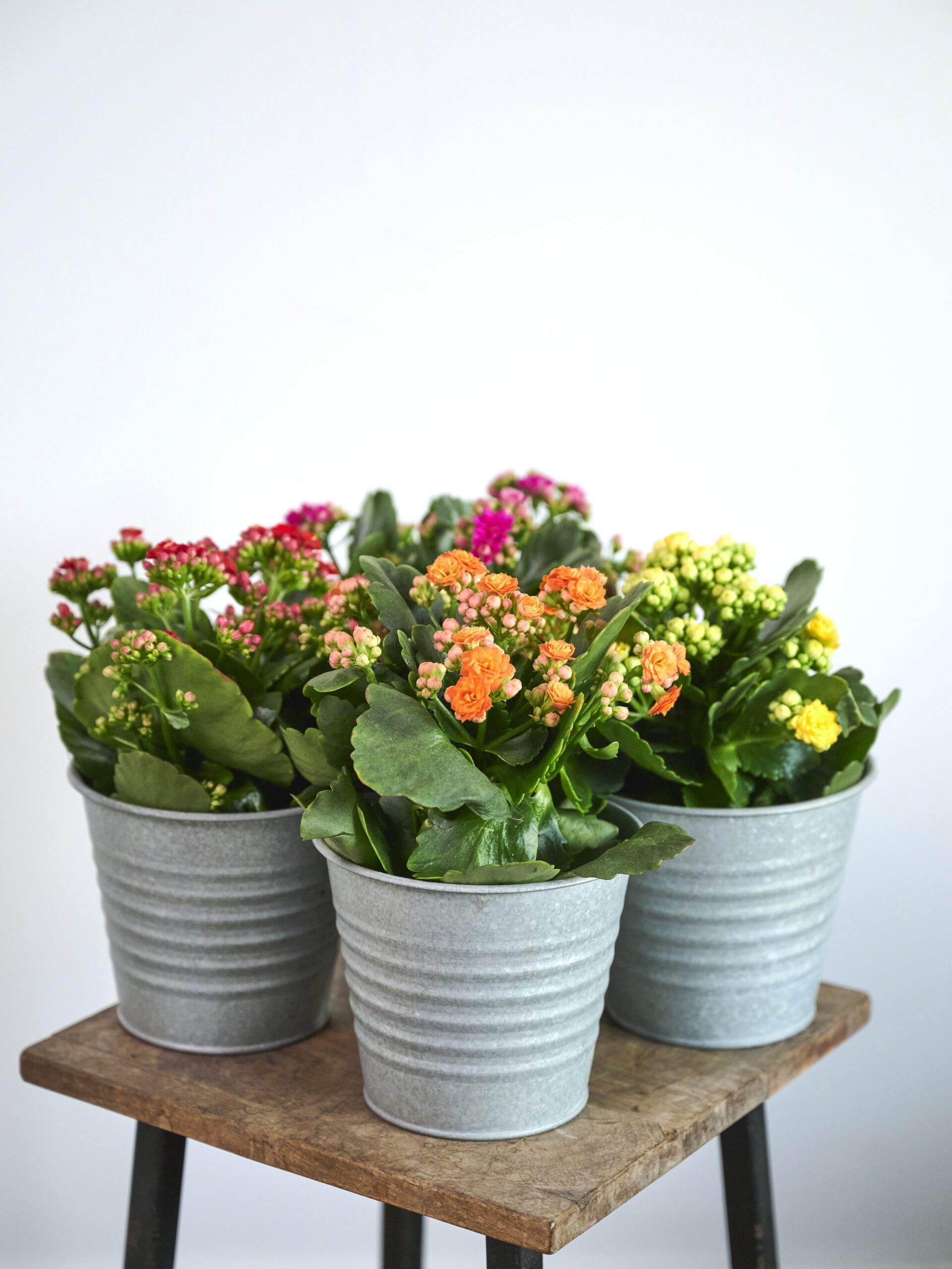 Calanchoe