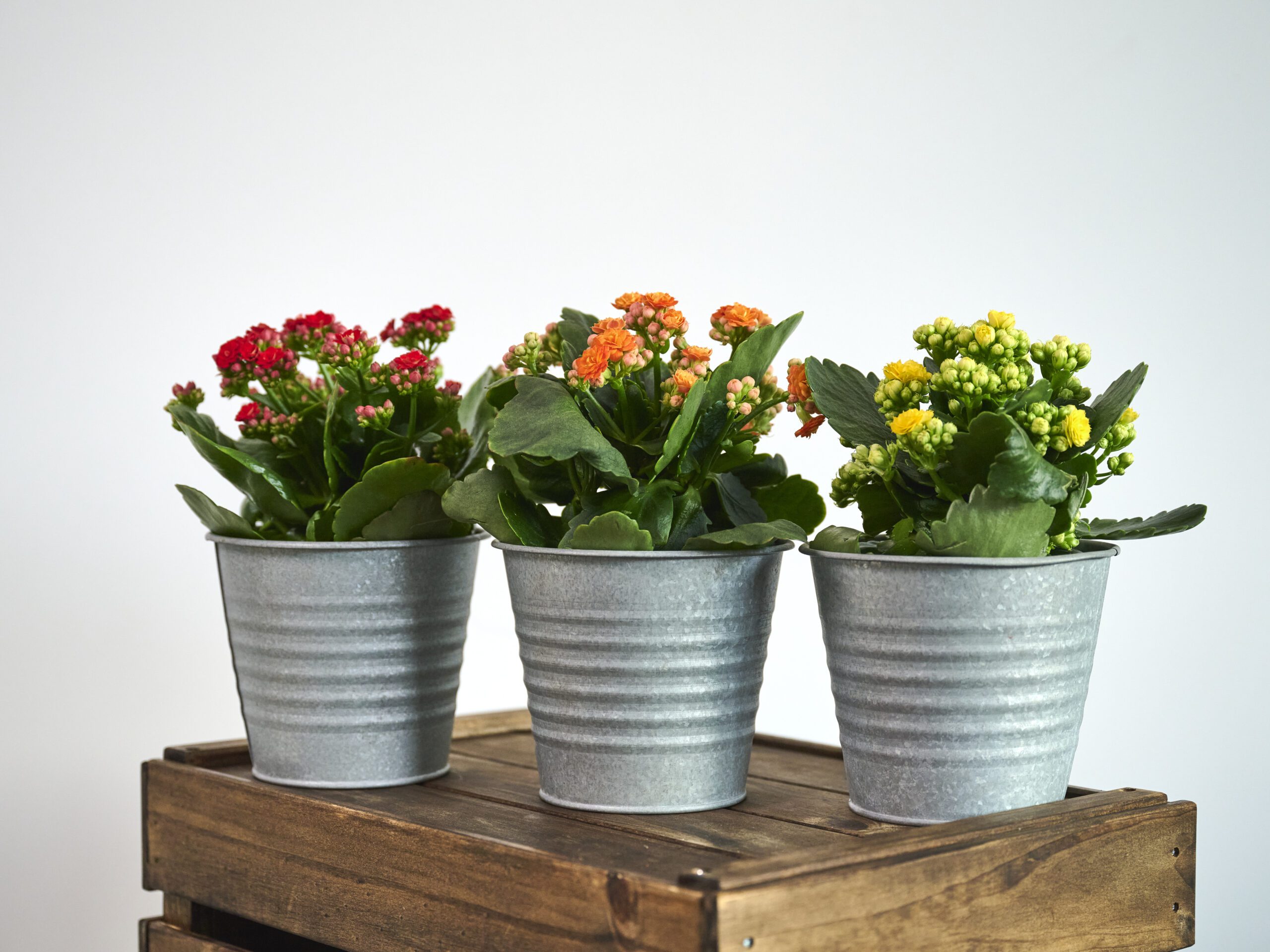 Calanchoe - Imagen 2