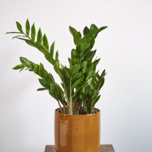 Zamioculca