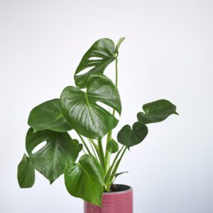 Monstera