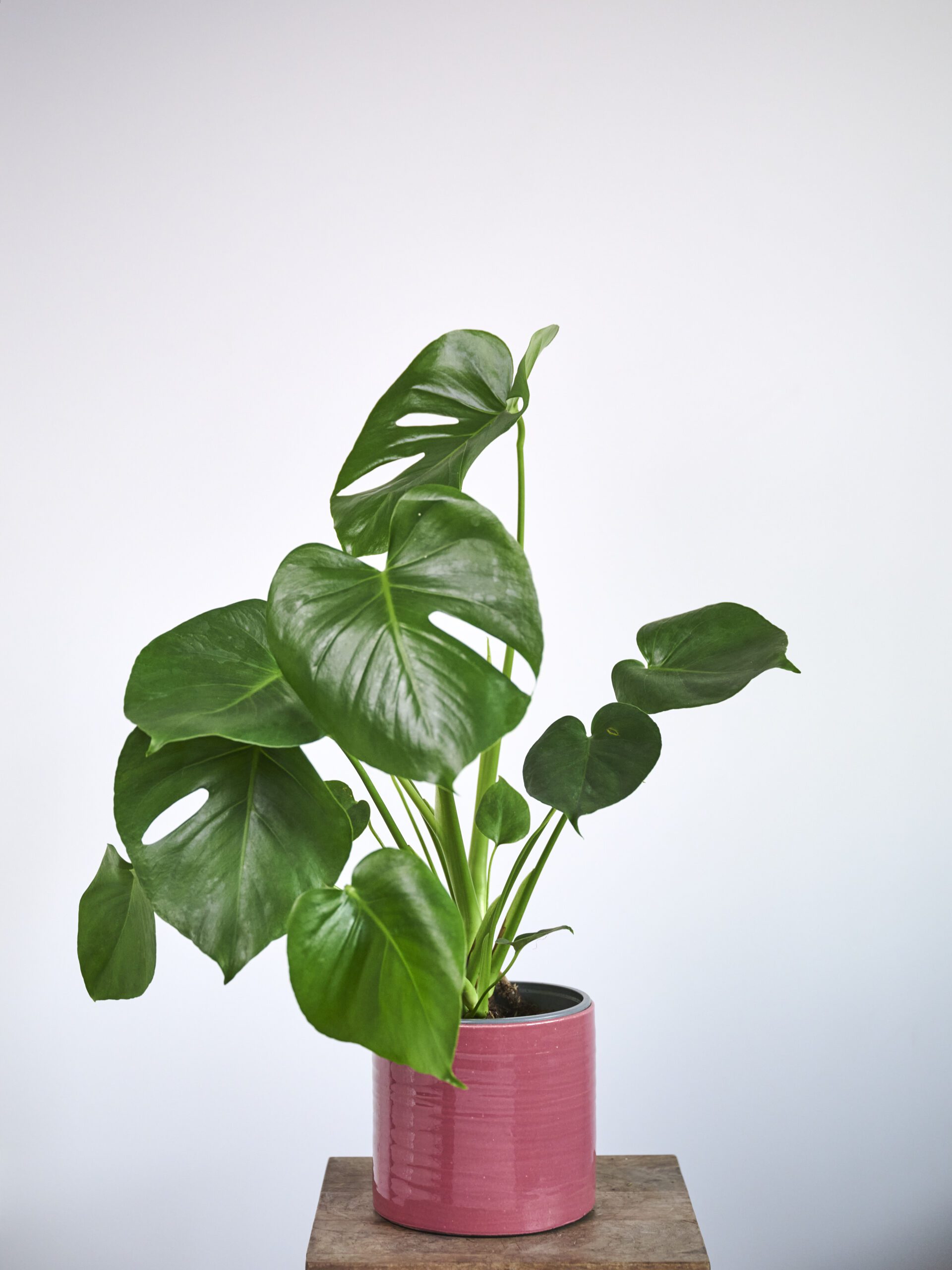 Monstera