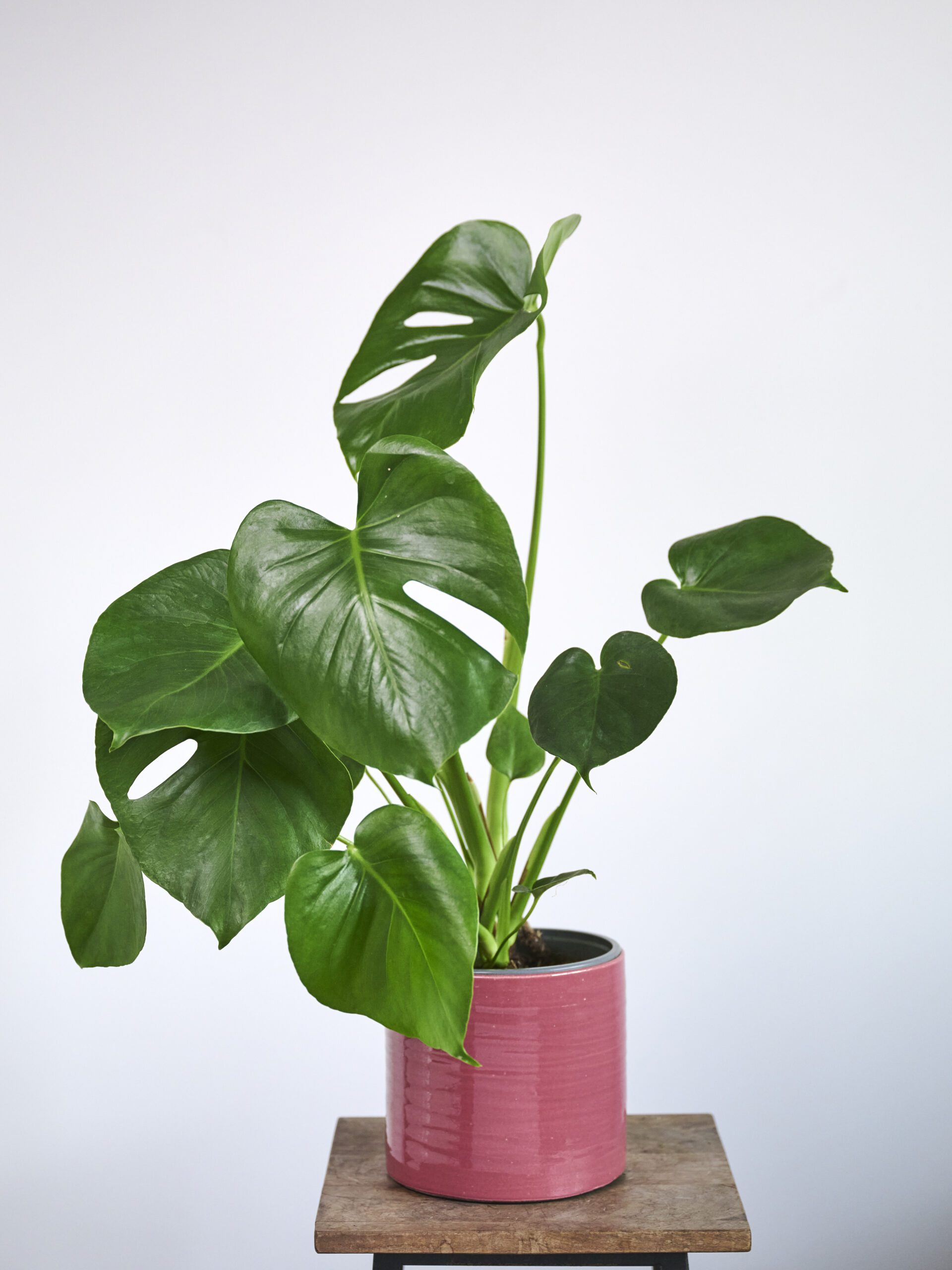 Monstera - Imagen 2
