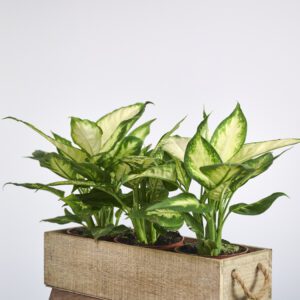 Dieffenbachia