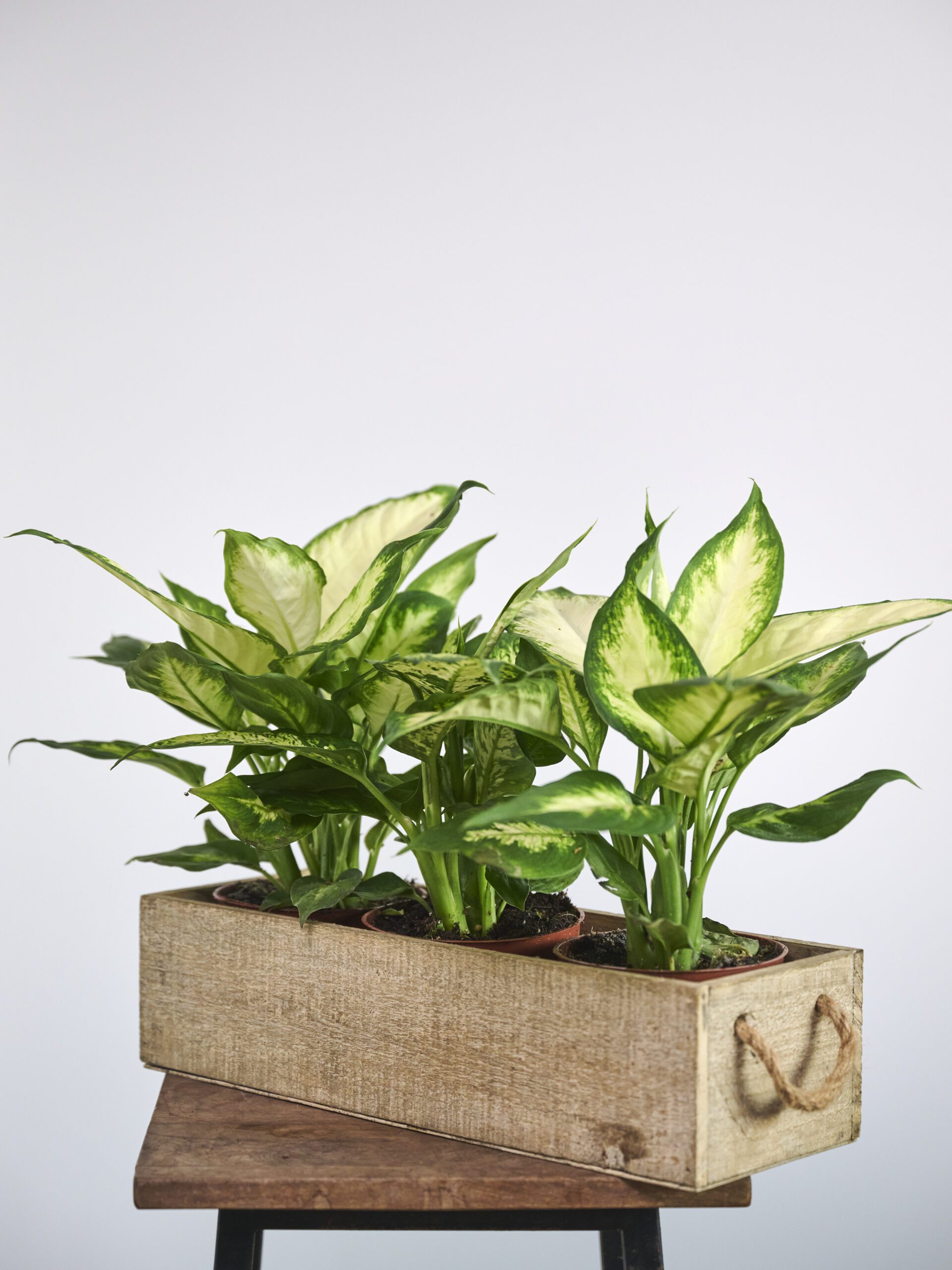 Dieffenbachia