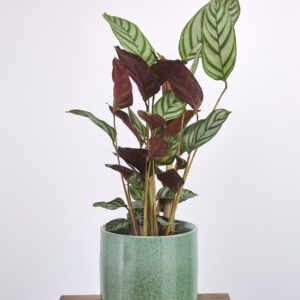 Calathea