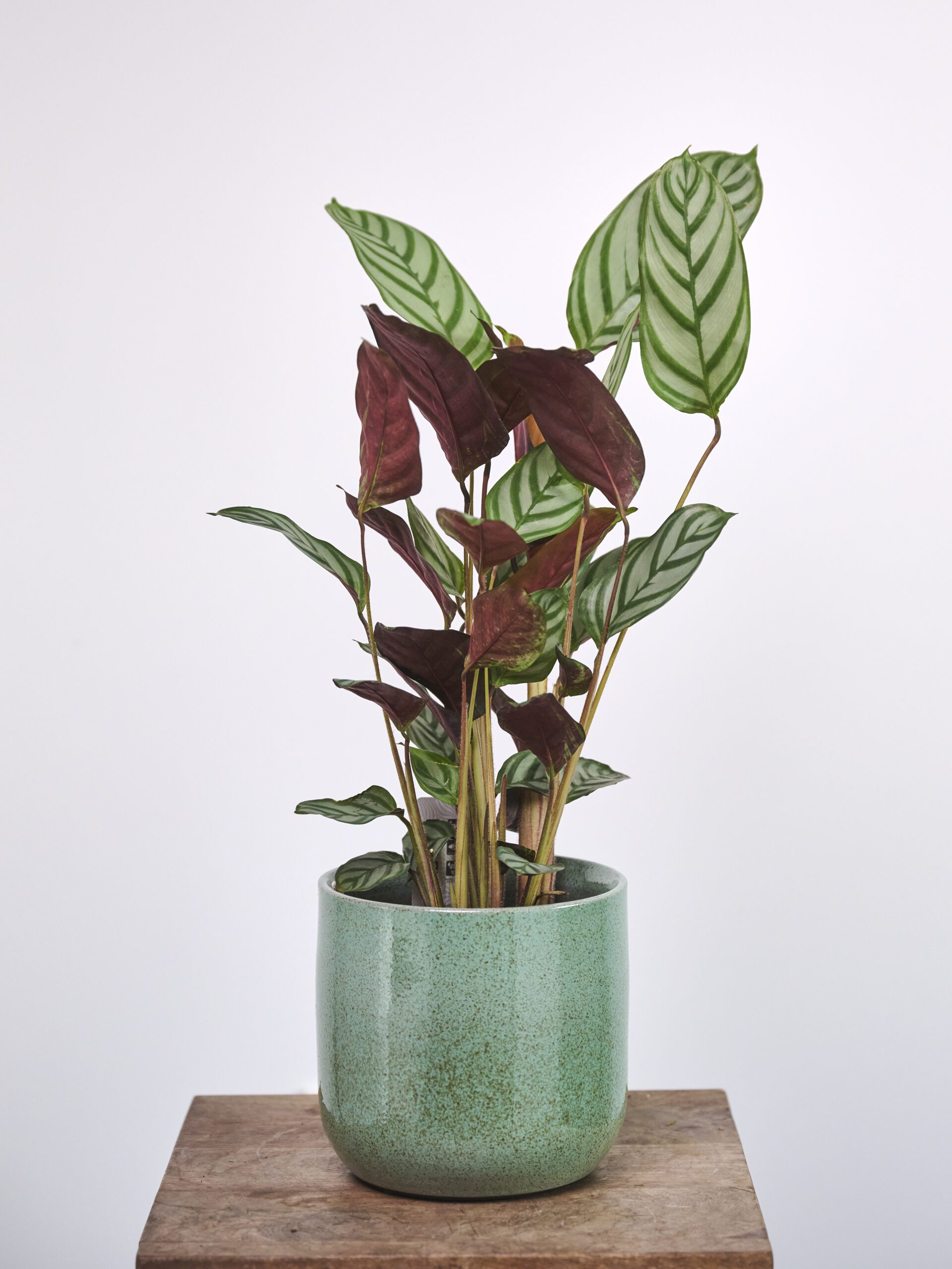Calathea
