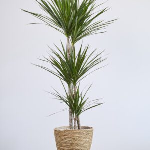 Marginata