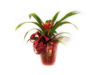 Montaje de Guzmania Minor