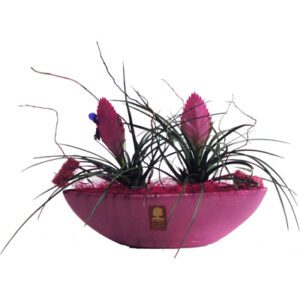 Tillandsias Anita