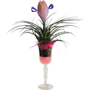 Tillandsia Anita