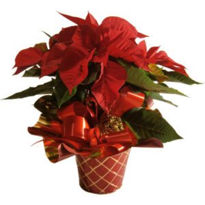 Flor de Pascua