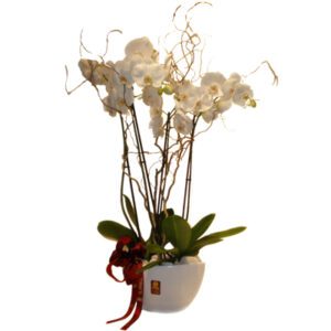 Arreglo de Orquídeas