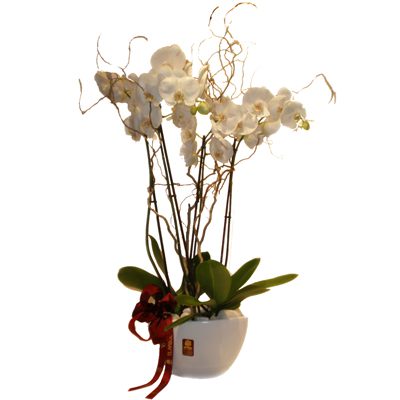Arreglo de Orquídeas