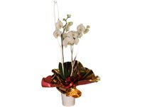 Arreglo de Orquídeas