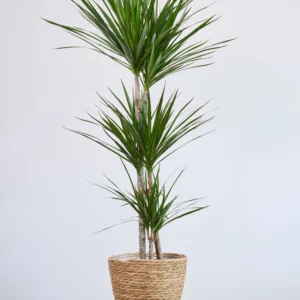 Dracaena marginata dos troncos - floristería el arbol pamplona