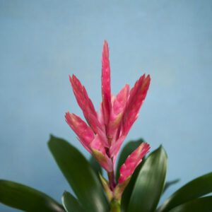 BRIESIA
