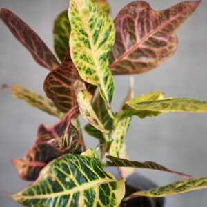 CROTON