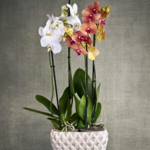 2 Orquídeas con base