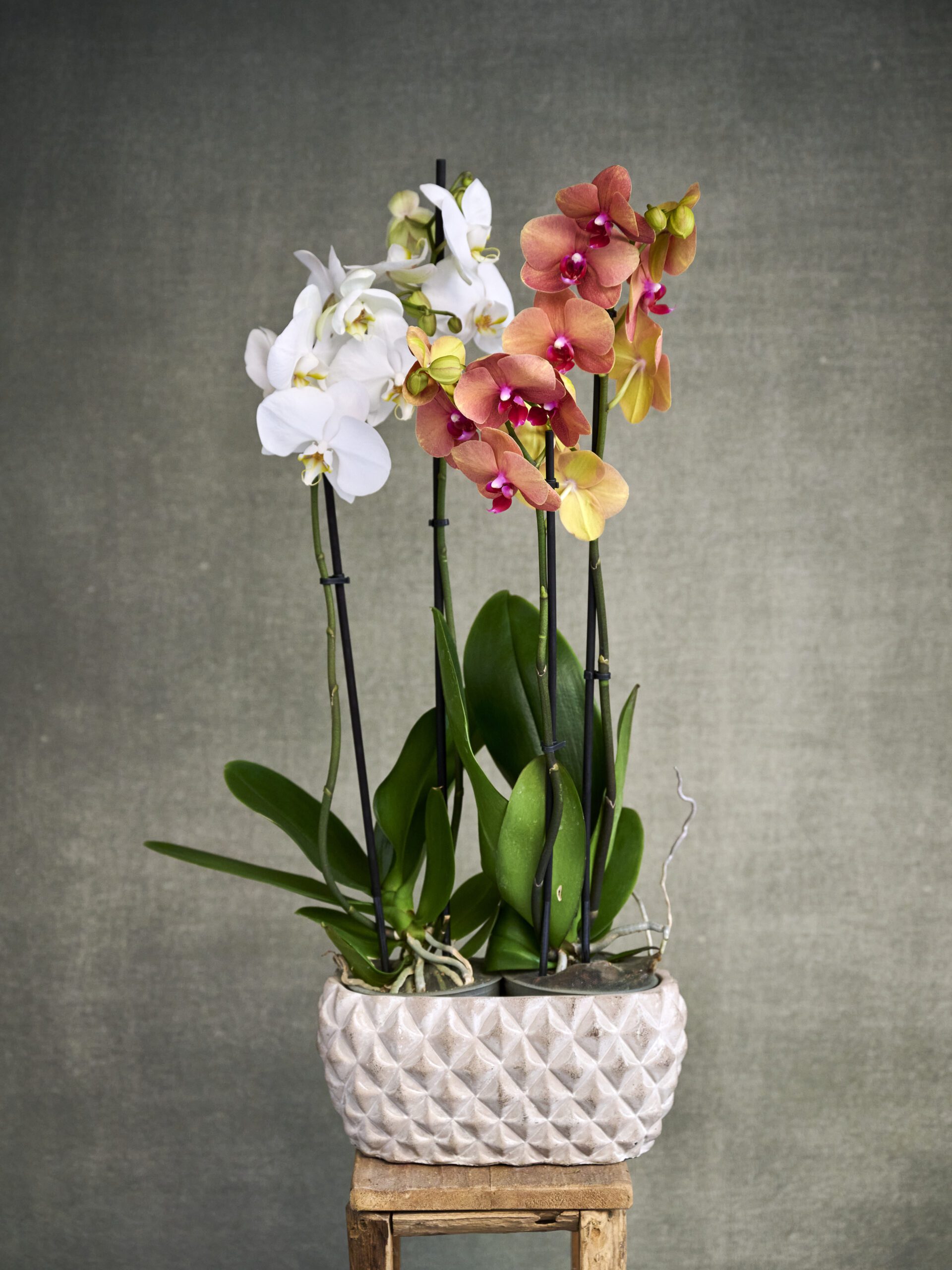 2 Orquídeas con base